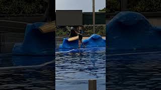 Dolphin Show at Marineland Mallorca I know its bad 😞 [upl. by Pomfrey]