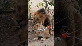 Lion mating for breeding lion mating lioness breeding [upl. by Malan447]