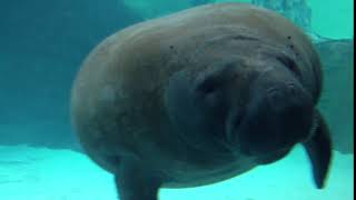 manatee fart [upl. by Carin]