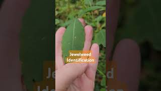 Here is what Jewelweed looks like Check the video hiw to make the salve [upl. by Alracal]