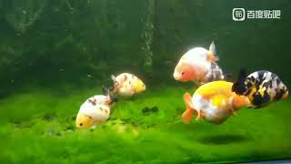 Is green Carpet algae a musthave for Ranchu goldfish tank Pls leave your comments Thank you [upl. by Felicia922]