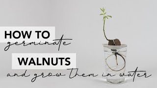 How to germinate walnuts in water [upl. by Aynatahs]