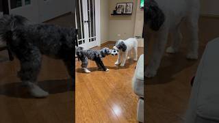 Aussiedoodle Vs Bernedoodle Puppy TugOWar 😮 [upl. by Eneleuqcaj880]