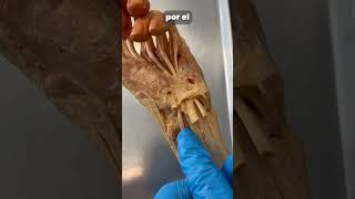 Jalando del tendon de un pulgar real anatomia cuerpo curiosidades magia cuerpohumano ciencia [upl. by Desiri299]