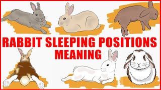 What Your Rabbits Sleeping Position Reveals About Their Personality Health and Character [upl. by Tessa841]