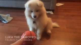 Luka  Samoyed puppy 912 weeks old [upl. by Norit]