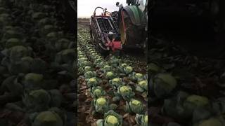 cabbage farming mechanisation [upl. by Shivers654]