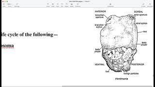 Zoology BSc Yr2 III Herdmania General Anatomy amp Life cycle p1 [upl. by Zoa]