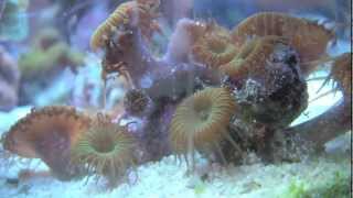 Button Polyps Feeding Timelapse [upl. by Aikemot276]