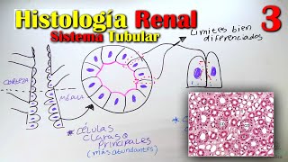 Histología de Riñón 3 [upl. by Annelak]