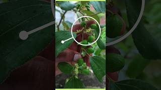 thaiappleber fruittreeforpot plantinfo tree garden [upl. by Elokkin483]