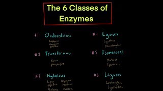 The 6 Classes of Enzymes w Mechanisms oxidoreductase transferase hydrolase lyase isomerase ligase [upl. by Schiro698]