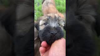 SoftCoated Wheaten Terrier  Born May 17 [upl. by Begga]