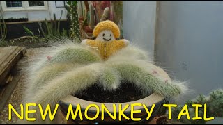 New Monkey Tail Cactus 🌵🌵🌵 [upl. by Anirec]