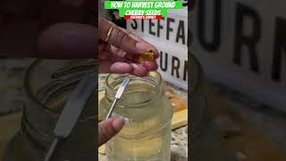 How To Save Ground Cherry Seeds  Urban Garden  Steffanie’s Journey [upl. by Nawj686]