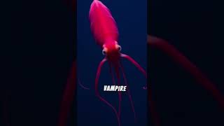 Deep Sea Oddities Blowfish Stareater and Vampire Squid Explored [upl. by Wynnie972]