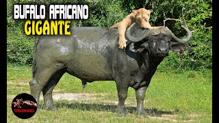 EL BUFALO AFRICANO GIGANTE El búfalo mas grande que existe [upl. by Nilhtac]