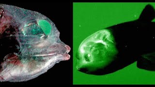 Barreleye  Deepsea Oddities [upl. by Shannan358]