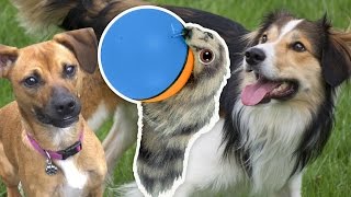 Two Dogs meet a Weasel Ball Dogs vs Weasel Ball Toy [upl. by Nosdivad]