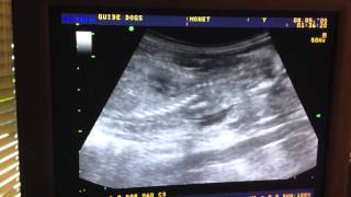 Pregnancy Ultrasound at Guide Dogs for the Blind [upl. by Us]