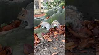 Peapod the cemetery squirrel 🐿️🪦🖤graveyard church uk hertfordshire squirrel friendly [upl. by Ecyle]