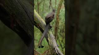 Superb Lyrebird practising his courtship display on a fern [upl. by Nylanej]