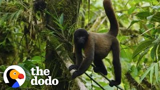 Baby Monkey Rescued From Pet Trade Gets A Wild Family  The Dodo [upl. by Atilahs]