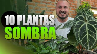 10 Plantas de SOMBRA para ambientes internos  Decore sua casa ou apê [upl. by Eeramit376]