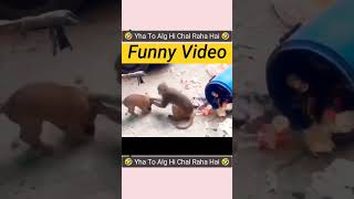 failarmy animals 😂failarmy 2024 animals 😂 shorts shortvideo dog animals youtube [upl. by Marian706]