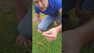 Dutch Clover Leaves ☘️trefolium repens herbs foraging nativeplants adventure lawn gardening [upl. by Hujsak281]