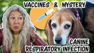 Phenomenon of Vaccine Shedding in Pets [upl. by Pollux649]