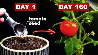 Growing TOMATOES 🍅 From Seed  160 Days Time Lapse [upl. by Issor]