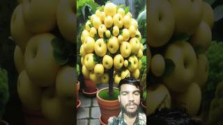 Fal ke paudha short fruit fruiting diy planting mango greening 🍎🍓🍏🍉🍒 Kundan Raj Vlogs [upl. by Bunch308]