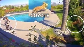 Brittany Furlan Saves Dog from Coyote Attack [upl. by Artenal264]