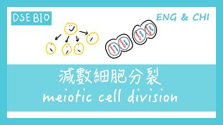 DSE BIO 減數細胞分裂 meiotic cell division [upl. by Marucci]