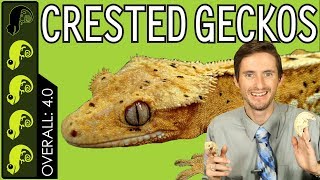 Crested Gecko The Best Pet Reptile [upl. by Isaiah]