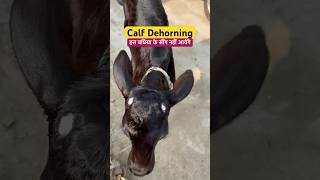 Disbudding a calf in 60 seconds dehorning calves shortvideo viral shorts [upl. by Feer517]