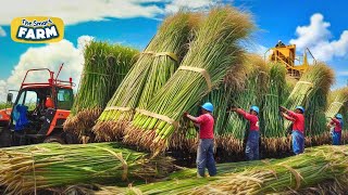 MASSIVE Sugarcane Production This is How Crazy Machinery Process And Refine Sugar [upl. by Aissenav]