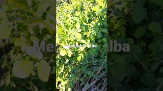 beekeeping beekeeping floracion melilotus alba [upl. by Augusta]