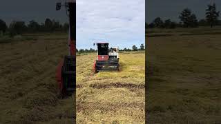 Greatest Activities Start New Harvest Rice By Kubota Harvester DC70PLus Cropping Rice Skills Workers [upl. by Neened]