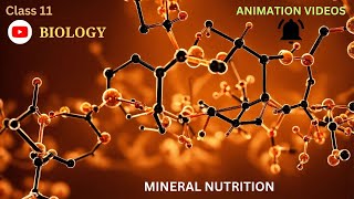 CBSE Class 11  Biology  Mineral Nutrition  Animation  in English [upl. by Sral]