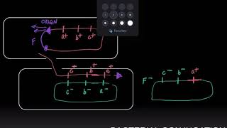 Bacterial Conjugation Part 2 [upl. by Lavro576]