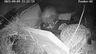 Hedgehog  4 Hedgehogs in one feeder [upl. by Berkin]