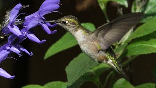 Hummingbird in Flight with load Audio [upl. by Knowland407]