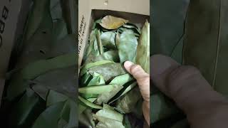 Guyabano Leaves Tea and Avocado Leaves Tea [upl. by Metzgar]