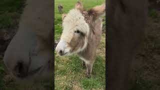 Baby donkeys are in our calendars httpscaenhillccshopsearchq2025ampoptionsprefixlast [upl. by Rawdan]