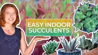 Easy Indoor Succulents amp How to Keep Them Alive [upl. by Kcirdek]