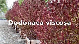 Dodonaea viscosa purpurea [upl. by Bettine614]