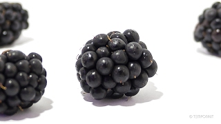 Blackberry Bramble Fruit Timelapse [upl. by Flora]