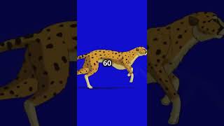 Mind Blowing Facts Cheetah shorts animals funfacts informative [upl. by Hazlip598]